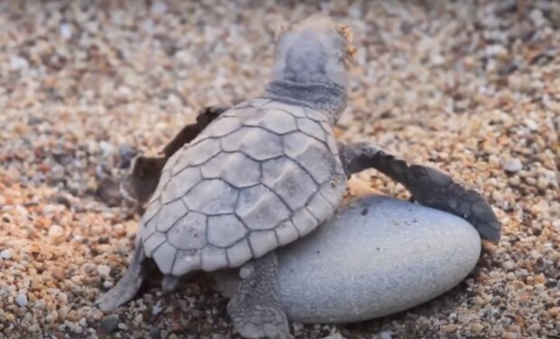 Schildkröte. Quelle: Screenshot YouTube
