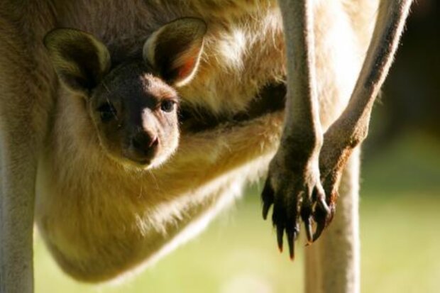 Die Mutter hat die Welt verlassen und das Känguru blieb in ihrer Tasche: Zum Glück kamen zwei Frauen vorbei