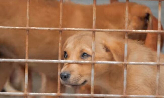 Die 47-jährige Frau lebt mit ihren Hunden in einer Voliere und fühlt sich wohl