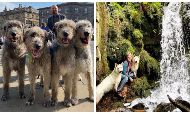 Hunde. Quelle: Screenshot