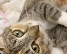 Katze-Mutter. Quelle: Screenshot YouTube