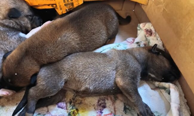 Die Welpen wurden im Wald allein gelassen. Quelle: Youtube Screenshot