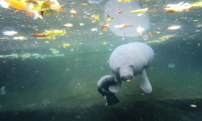 Seekuh. Quelle: Youtube Screenshot