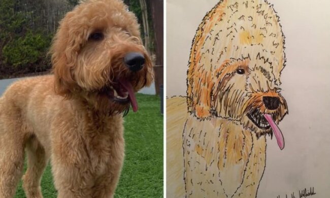 Es ist lustig und herzlich: Der Brite malt Porträts von Haustieren als Gegenleistung für Spenden