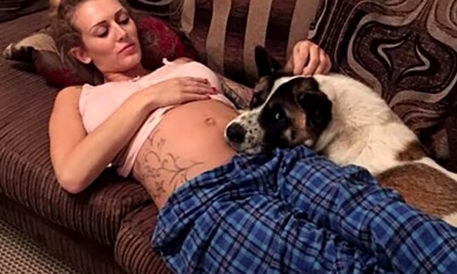 Hund bewacht schwangere Besitzerin. Quelle: Screenshot Youtube