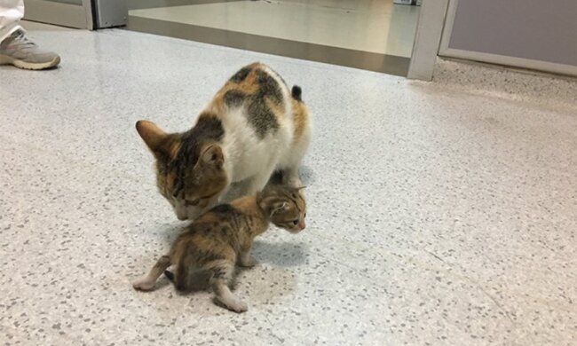 Eine obdachlose Katze brachte ihr Kätzchen ins Krankenhaus und bat die Menschen um Hilfe