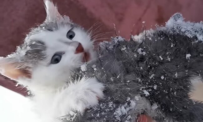 Ein Mann fand ein Kätzchen in einem Müllwagen und nahm das Tierchen mit nach Hause