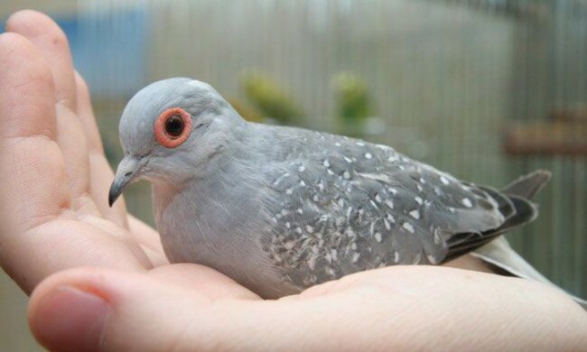 Entzückender Begleiter für den Welpen