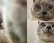 Unerwartete Popularität: wie eine Katze ein Foto von sich selbst machte und berühmt wurde