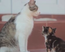 Eine Katze kam ins Kaffe und fing an, an der Tür zu kratzen und zu miauen: sie bat die Menschen um Hilfe und führte sie zu einer Kiste im Wald
