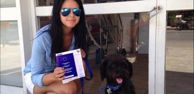 Wie ein griechischer Mischling Hund britische Touristin vor Hooligans rettete und ein Zuhause fand