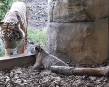 Tigermama und Baby. Quelle: Youtube Screenshot