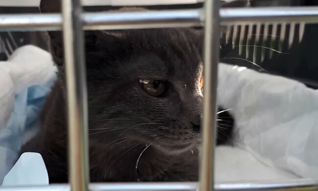 Wie Zwillingskatzen aus einem Tierheim zu Stars der sozialen Medien wurden