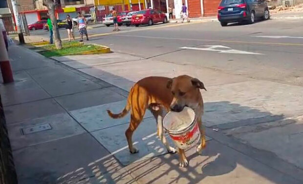 Der Hund wollte so sehr Wasser, dass er herausfand, wie er sich an Passanten wenden sollte