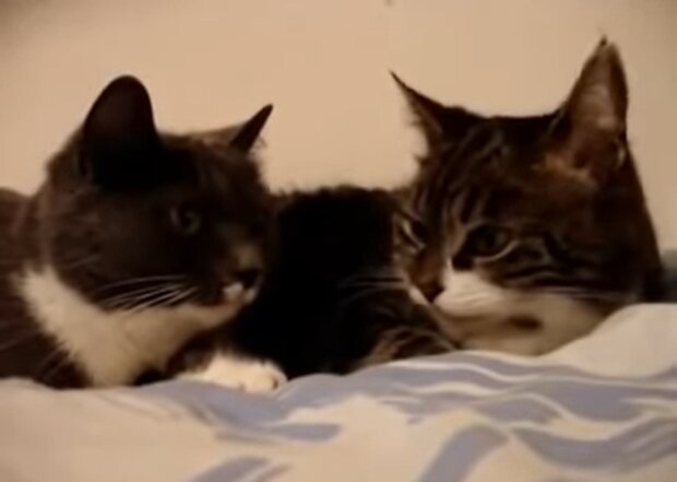 Katzen. Quelle: Screenshot Youtube