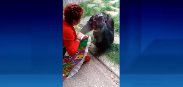 Freundschaft zwischen Frau und Schimpansin. Quelle: Youtube Screenshot