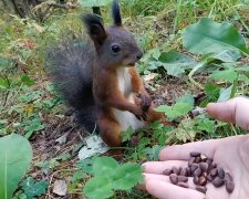 Baby-Eichhörnchen. Foto: Screenshot Youtube