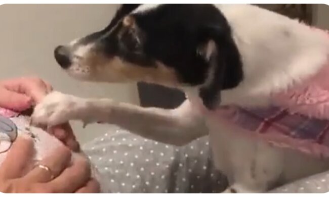 Penelope. Quelle: Video Screenshot