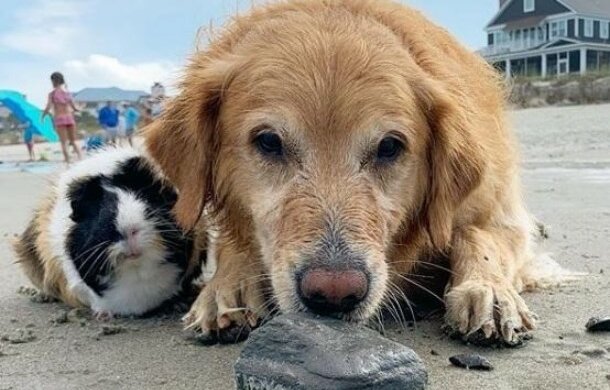Pippin und Frankenstein: die Freundschaft zwischen dem goldenen Retriver und dem Meerschweinchen