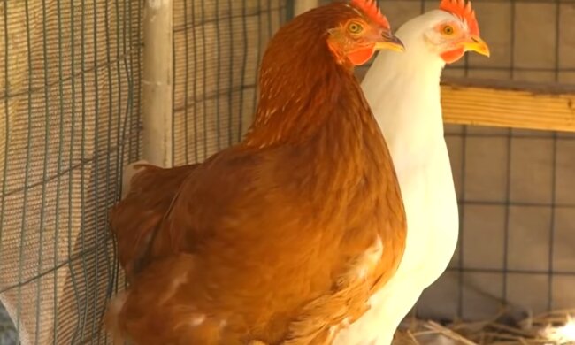 Eine Henne (Illustration). Quelle: Youtube Screenshot