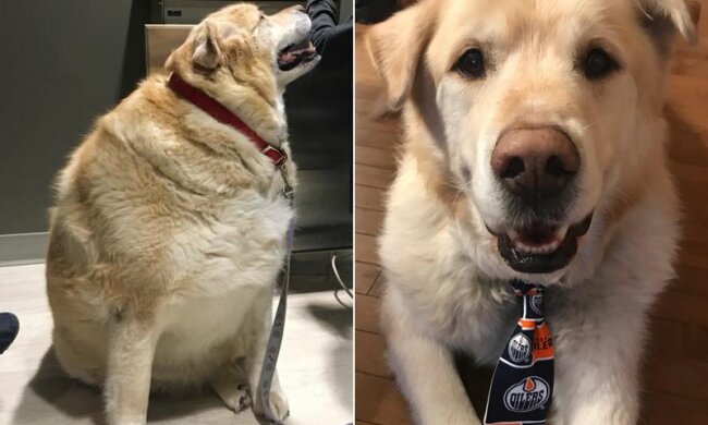 Die Geschichte der Rettung des Retrievers namens Kai