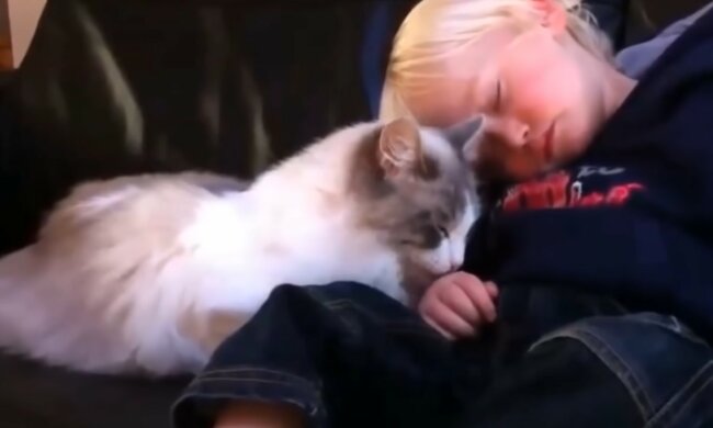Die flauschige Ärztin: wie eine Katze einem Jungen hilft, seine Angst zu bewältigen