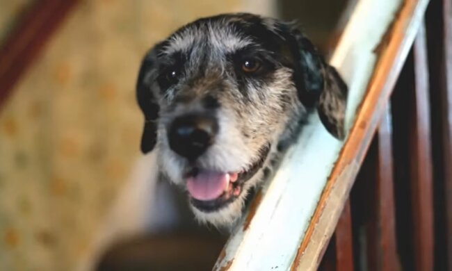 Hündin. Quelle: Youtube Screenshot