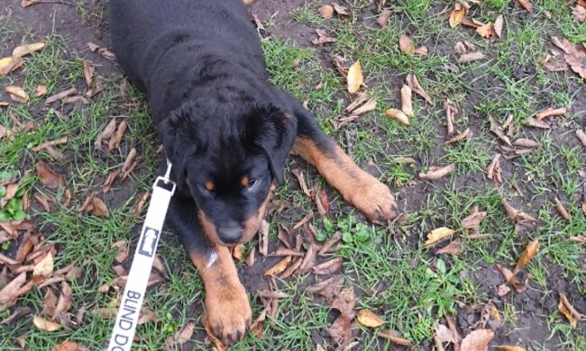 Schöne Weihnachtsgeschichte: der Welpe Oliver, der nicht sehen kann, hat eine liebevolle Familie gefunden