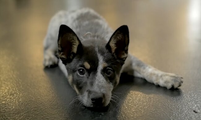 Einer der von Mark geretteten Hunde. Quelle: Screenshot Youtube