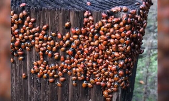 Ein erstaunlicher Schwärm von niedlichen Insekten. Quelle: Screenshot YouTube