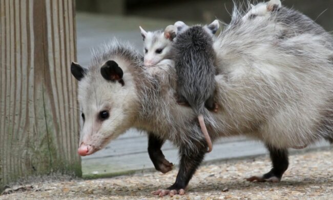 Opossum-Mama und ihre Babys. Quelle: Screenshot Youtube