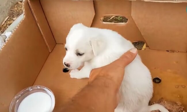 Ein gefundener Welpe. Quelle: YouTube Screenshot