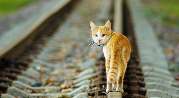 Der Fahrer aus Holland hielt den Zug an, um die Katze zu retten