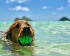 Nach einer enttäuschenden Diagnose, die von den Besitzern des Hundes gehört wurde, gaben sie ihm das “beste” Jahr im Leben