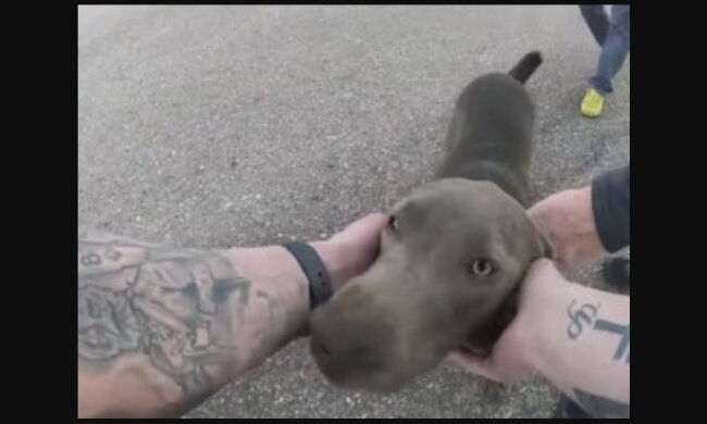 Hund. Quelle: Youtube Screenshot