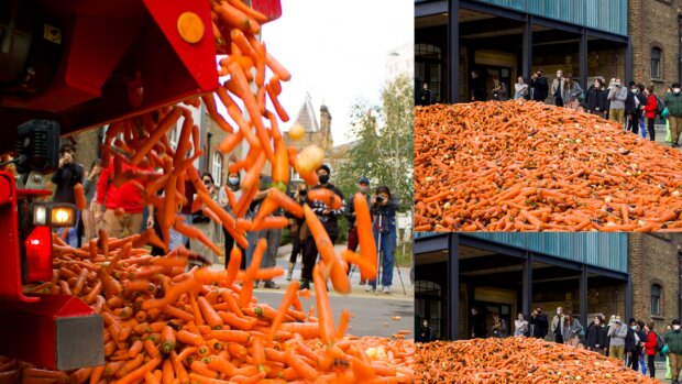 Der Kunst halber: Ein Student brachte 31 Tonnen Karotten in den Hof des Kollegs her