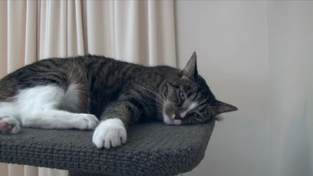 Katze Didga. Quelle: Screenshot Youtube