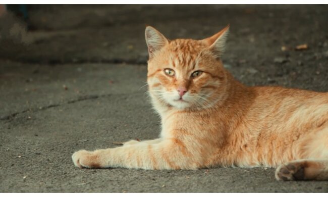 Kater. Quelle: Screenshot YouTube