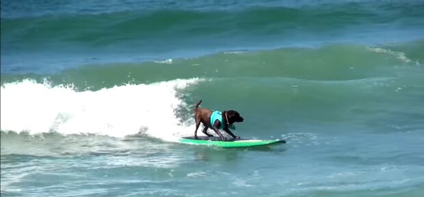 Die Geschichte von Charlie, dem Hund, der gut mit dem Surfbrett umgehen kann