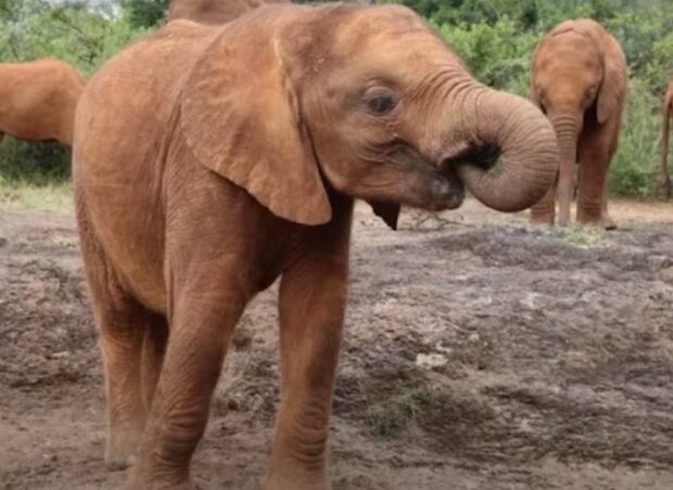 Ein Elefantenbaby wurde von seiner Herde verlassen. Quelle: Screenshot YouTube