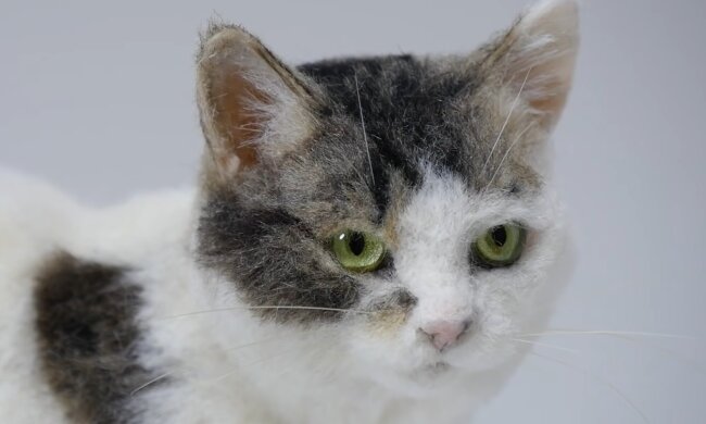 Katze. Quelle: YouTube Screenshot