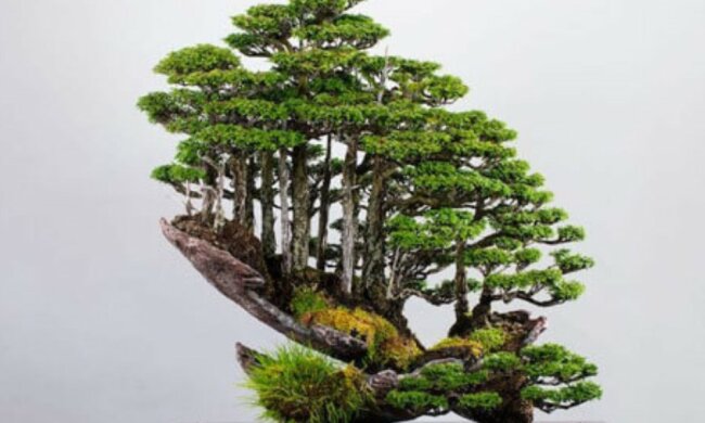 Die überfeinerte Kunst: Der Künstler schafft Wälder aus Bonsai-Bäumen