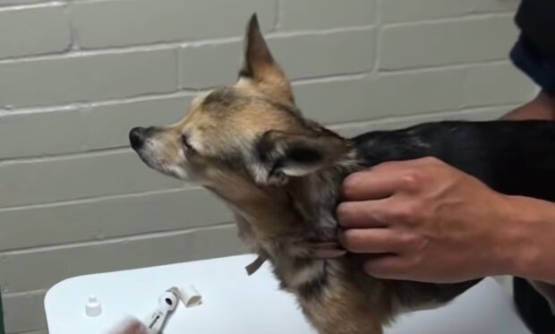 Blinder Hund. Quelle: Screenshot YouTube