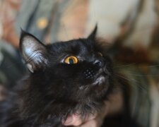 Schwarze Katze. Quelle: zooshans.com