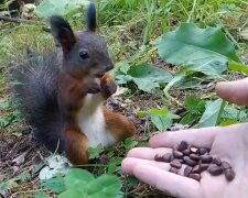 Eichhörnchen mit Nüssen. Quelle: YouTube Screenshot