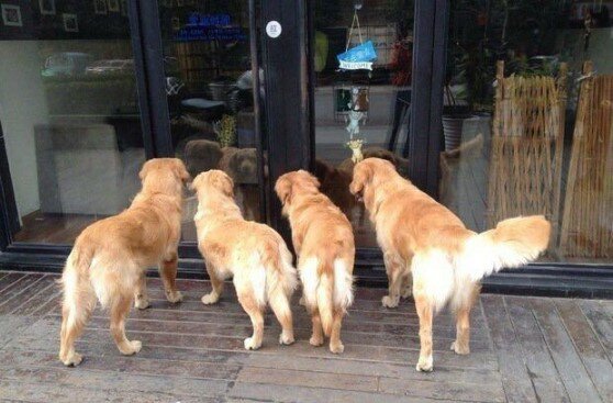 Vier Hunde erstarrten vor einem Schaufenster und sahen dort winzige Kätzchen