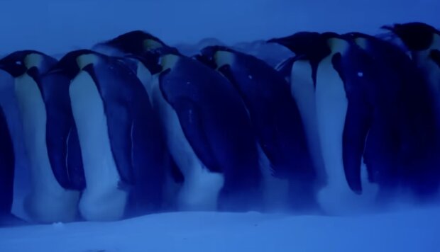 Pinguine. Quelle: Screenshot YouTube