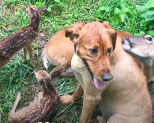 Berührende Freundschaft in der Tierwelt. Quelle: Screenshot YouTube
