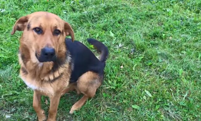 Hund, der Hilfe braucht. Quelle: Youtube Screenshot