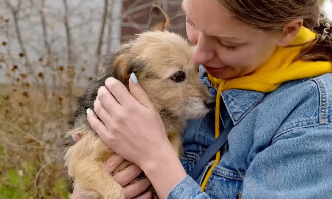 Der kleine Welpen, der seine Mutter verloren hatte. Quelle: Youtube Screenshot